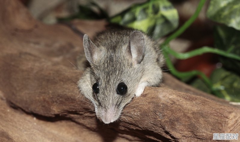 七几年属鼠,今日生肖鼠的运势 - 星座运势