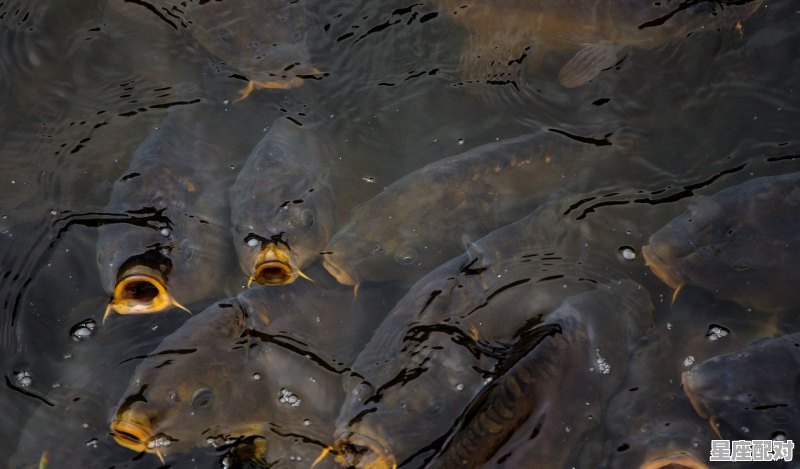 鲤鱼产卵后几天进食,天鱼座的性格 鲤鱼产卵后几天进食,天鱼座的性格 - 星座运势