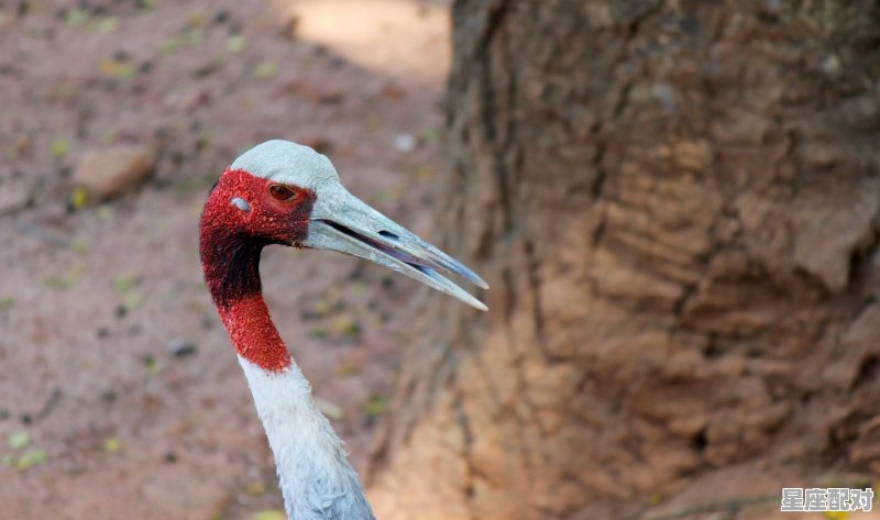 蛇的身体器官是什么样子的,梦到蛇进入身体 蛇的身体器官是什么样子的,梦到蛇进入身体 - 星座运势