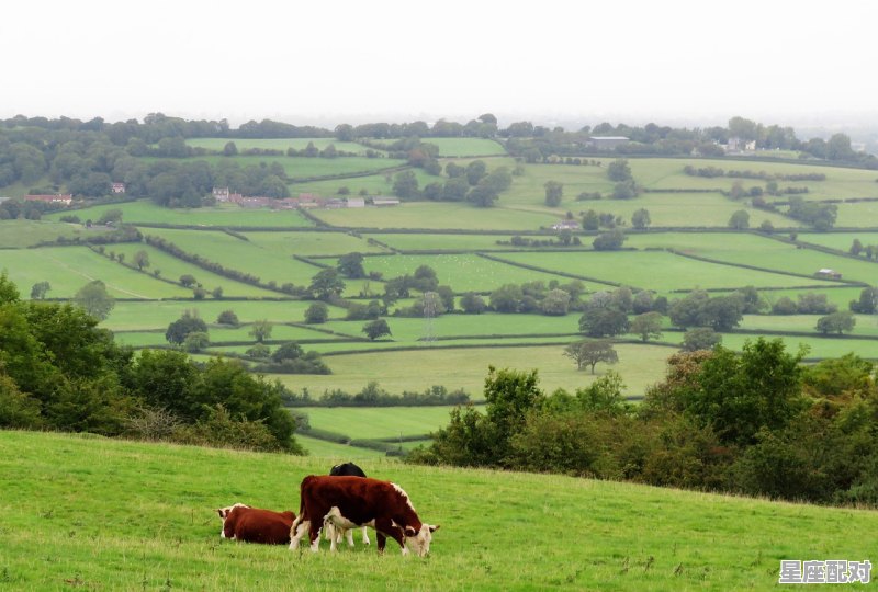 春分过后的牛好吗，牛的生肖今日运势 - 星座运势