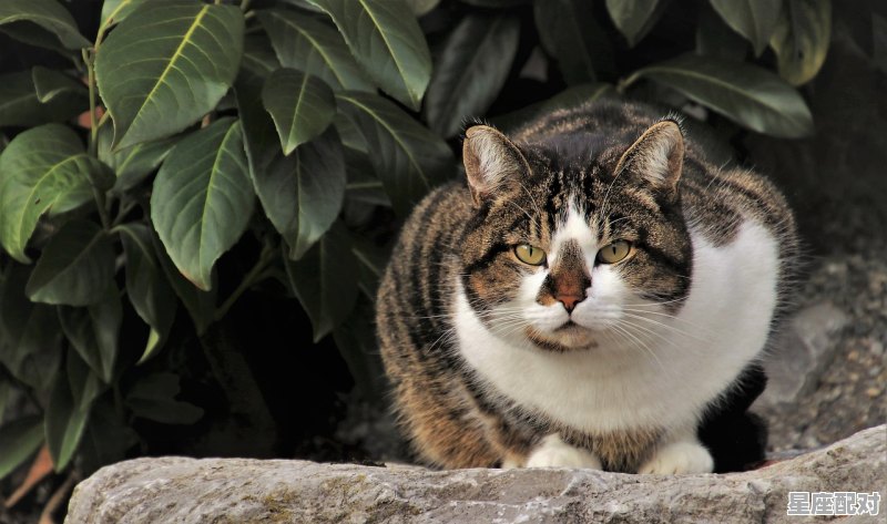 老鼠怀孕几个月下崽，孕晚期梦到老鼠 - 星座运势