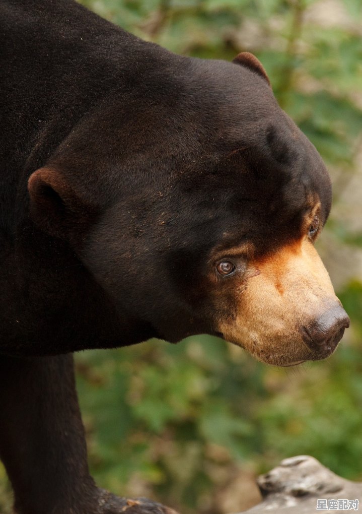 四面楚歌。是比喻什么动物，合并围困歼贼盗是什么生肖 - 星座运势