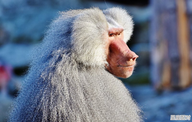 96年出生的现在多大了,属鼠今日运势今天 - 星座运势