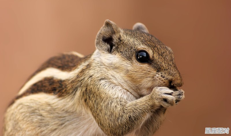 吃了老鼠咬了的东西,过多久才算过安全期,做梦梦到老鼠咬自己 吃了老鼠咬了的东西,过多久才算过安全期,做梦梦到老鼠咬自己 - 星座运势