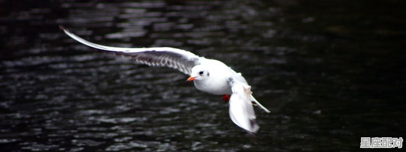 为什么蛇为什么会追着人咬_做梦梦到被蛇追咬 为什么蛇为什么会追着人咬_做梦梦到被蛇追咬 - 星座运势