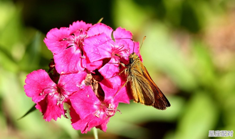 百花争艳什么动物,家肖和野肖是什么生肖 - 星座运势