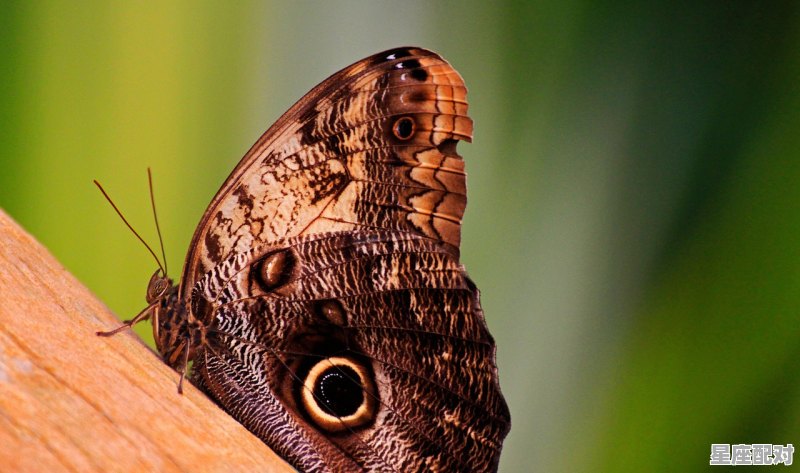 为什么说天秤女与狮子男是绝配，狮子配什么星座 - 星座运势