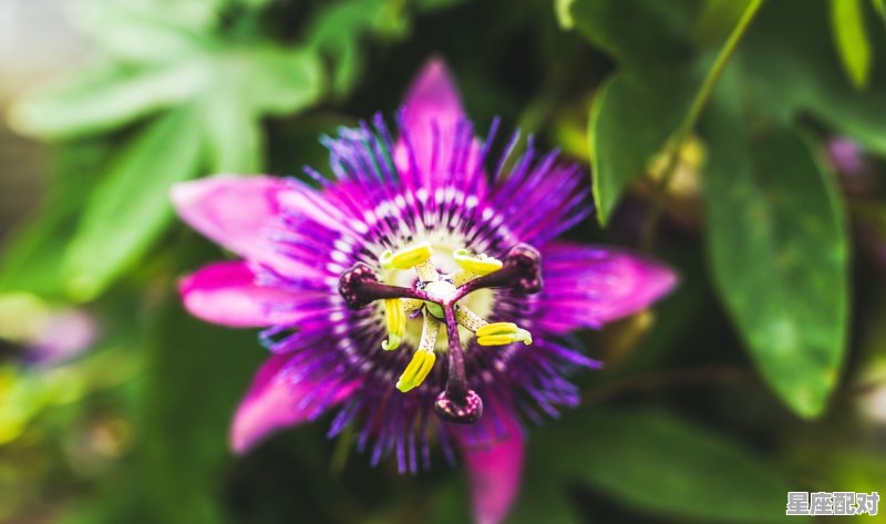 93年12月是什么座，93的是什么星座 - 星座运势