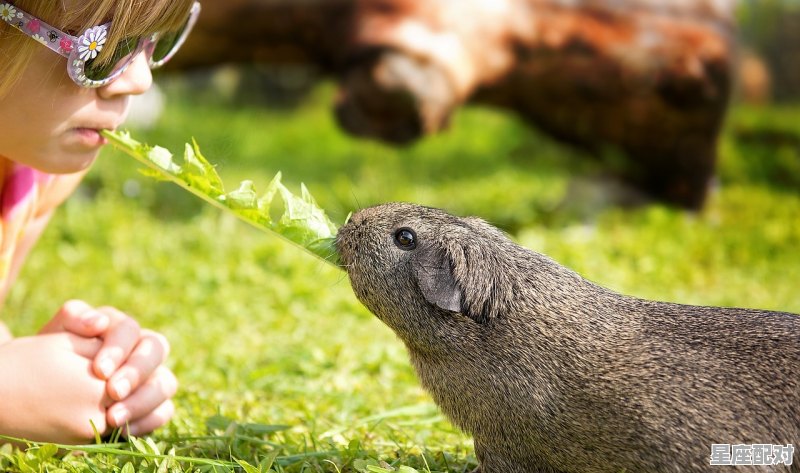 地上猪头怕何人，生肖解_何人不相从猜一字 - 星座运势