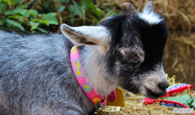 鼠出洞啥意思_谁来了仿写句子 - 星座运势