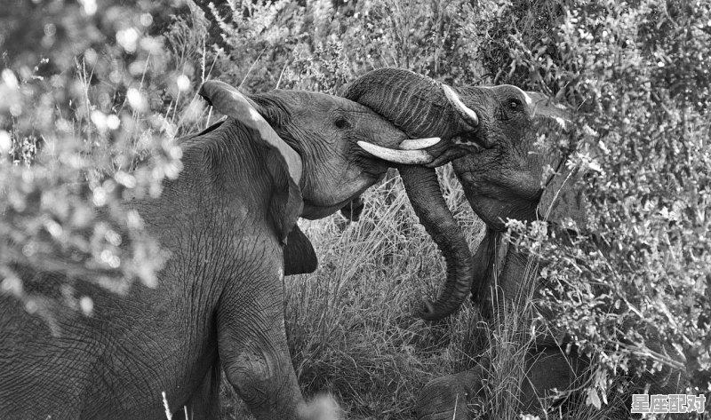 为什么蛇剥了皮还能动，梦到蛇被剥皮 - 星座运势