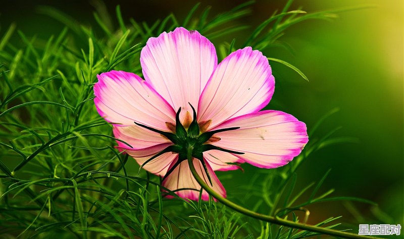 与天蝎女最有夫妻缘分的星座，天蝎最配的星座配对是什么意思啊女生 - 星座运势