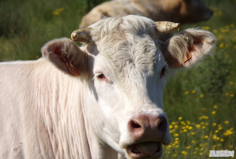 今年初登陆是什么生肖,今年初登陆是什么生肖 - 星座运势