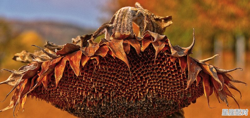 最近的猴年是哪一年,欲钱看夏至指的是什么生肖 最近的猴年是哪一年,欲钱看夏至指的是什么生肖 - 星座运势