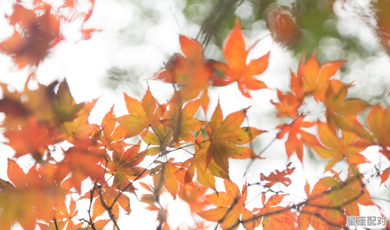 古风文案干净治愈短句关于枫叶,心水玄机六与七指什么生肖 古风文案干净治愈短句关于枫叶,心水玄机六与七指什么生肖 - 星座运势