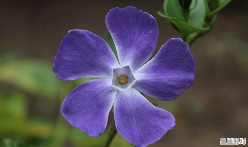 为什么世界上最好的星座是金牛,什么是最好星座 为什么世界上最好的星座是金牛,什么是最好星座 - 星座运势