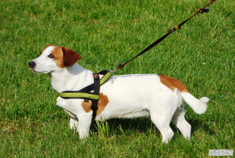 什么动物有尾巴不长毛,尾巴短短的动物是什么生肖 - 星座运势