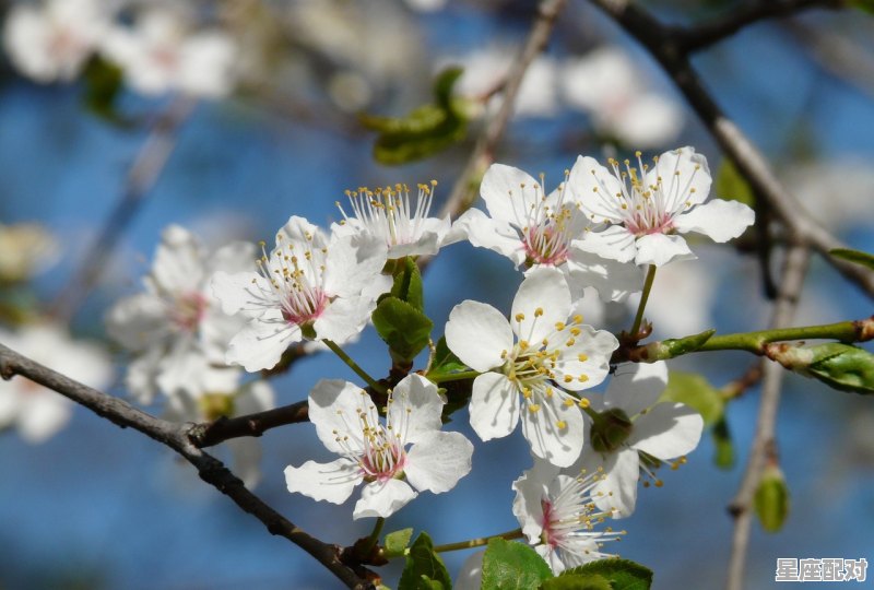 脚印在十二生肖里面是什么意思，世外桃源梅花洞是什么生肖 - 星座运势