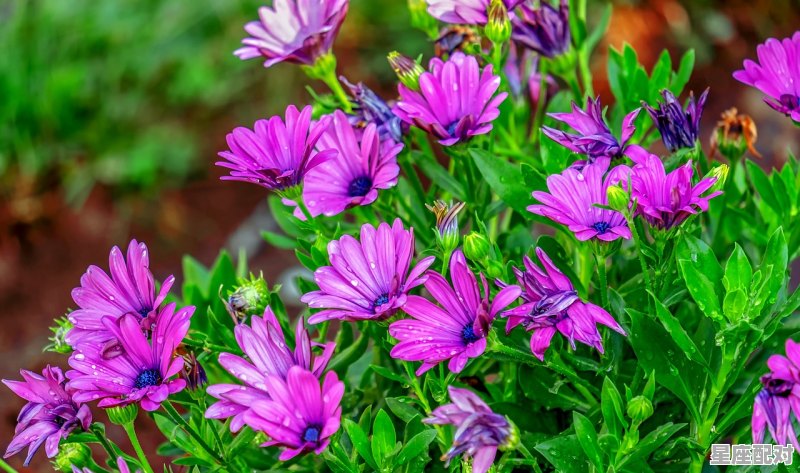 巨蟹座男生恋爱性格，恋爱性格巨蟹座 - 星座运势