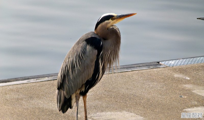 被鲨鱼咬和被鳄鱼咬有什么区别,做梦梦到被鳄鱼咬 - 星座运势