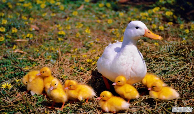 骚形容什么动物_狼猪是什么 - 星座运势