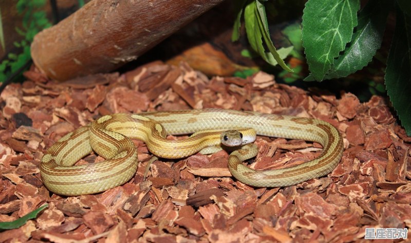 为什么叫鼠蛇一窝,蛇鼠一窝开什么生肖 为什么叫鼠蛇一窝,蛇鼠一窝开什么生肖 - 星座运势