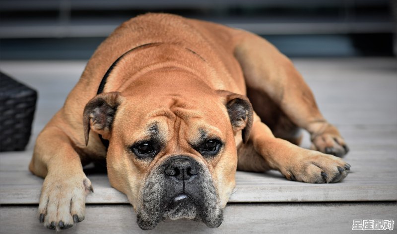 87年兔子纹身纹什么_21岁是不是本命年 87年兔子纹身纹什么_21岁是不是本命年 - 星座运势