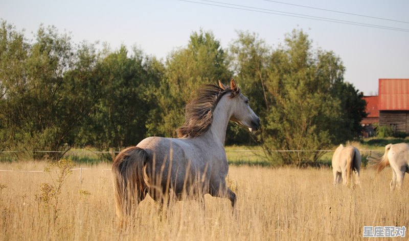 孕妇梦到一群羊,孕妇梦到一群羊 - 星座运势