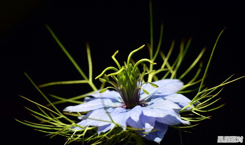 属龙的双鱼座的女孩性格，双鱼座龙性格 - 星座运势