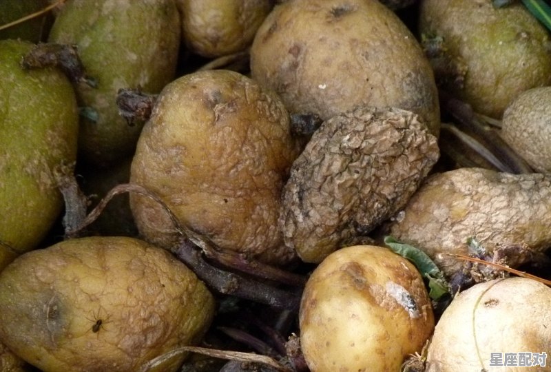 被雨淋的寓意_下雨茄子烂了能吃吗 被雨淋的寓意_下雨茄子烂了能吃吗 - 星座运势