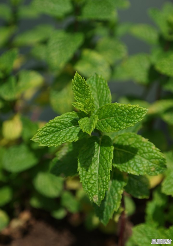 你的名字三叶是什么星座_湘太奶是什么意思 你的名字三叶是什么星座_湘太奶是什么意思 - 星座运势