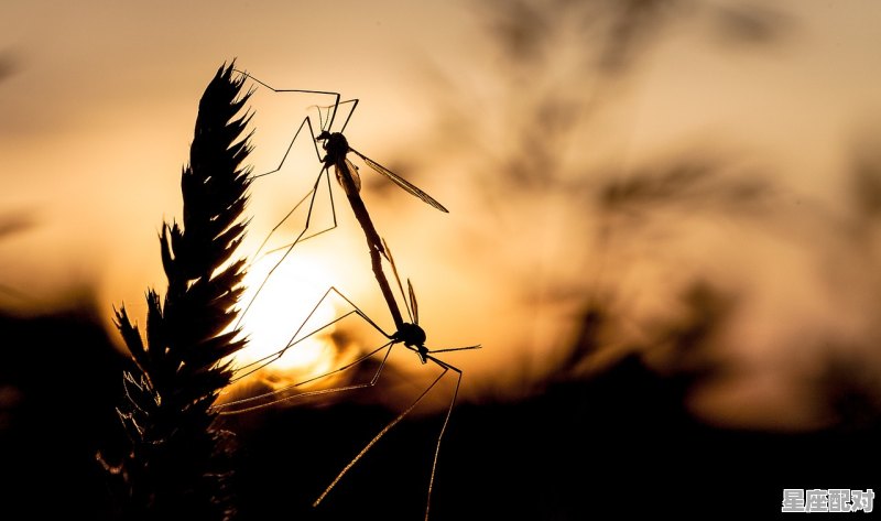 有哪些描述等兄弟归来的诗句,归来习俗 有哪些描述等兄弟归来的诗句,归来习俗 - 星座运势