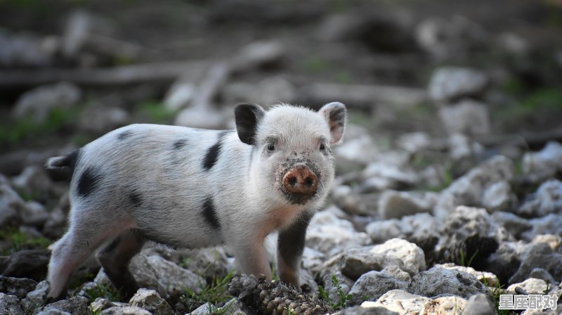 2022是猪年大吉吗_属猪最聪明的三个出生时辰 2022是猪年大吉吗_属猪最聪明的三个出生时辰 - 星座运势