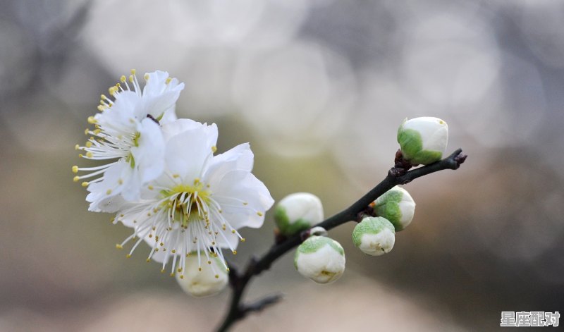 有家有爱句子,什么星座最有家 有家有爱句子,什么星座最有家 - 星座运势