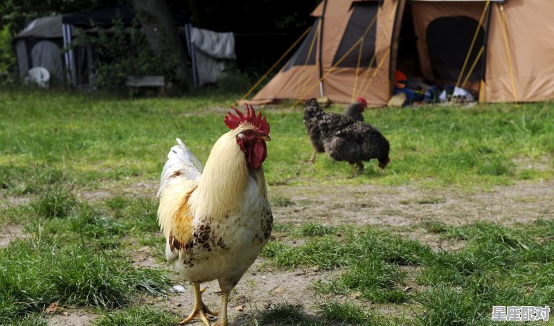 做梦梦到自己中枪,做梦梦到自己中枪 做梦梦到自己中枪,做梦梦到自己中枪 - 星座运势