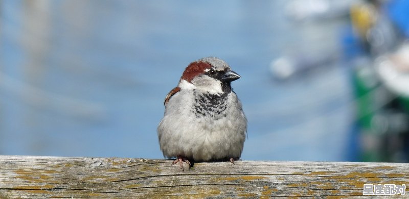抓麻雀什么意思,梦到麻雀是什么意思 抓麻雀什么意思,梦到麻雀是什么意思 - 星座运势