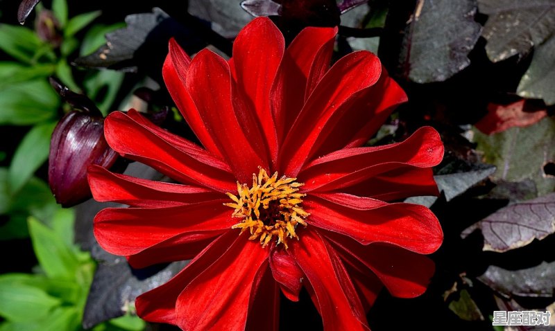 二月是什么星座_二月份生的是什么星座 - 星座运势