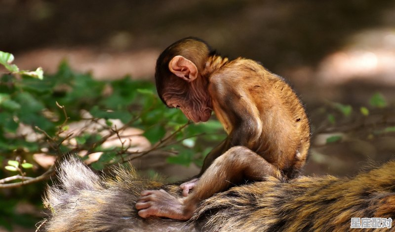86年属什么呀,1986年虎年今日运势 - 星座运势