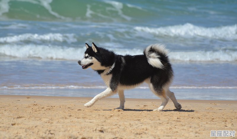 鬼鬼祟祟打一动物,十二生肖什么生肖是偷 - 星座运势