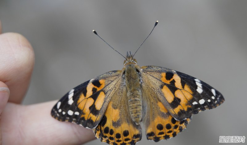 年年有鱼什么动物,鱼十二生肖指什么生肖 - 星座运势