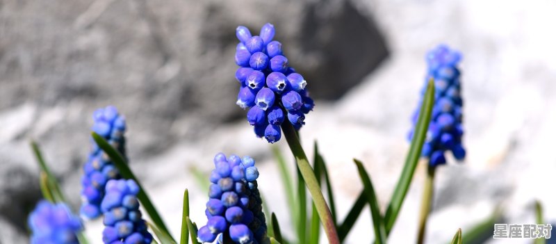 40年出生的属什么_40岁属什么的 40年出生的属什么_40岁属什么的 - 星座运势