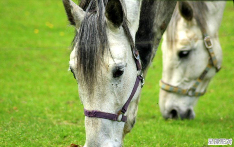 马虎迎吉年什么意思_2017属猴今日运势 马虎迎吉年什么意思_2017属猴今日运势 - 星座运势