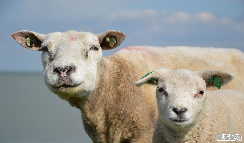 公虎母羊般配吗,生肖羊男和什么生肖配 公虎母羊般配吗,生肖羊男和什么生肖配 - 星座运势