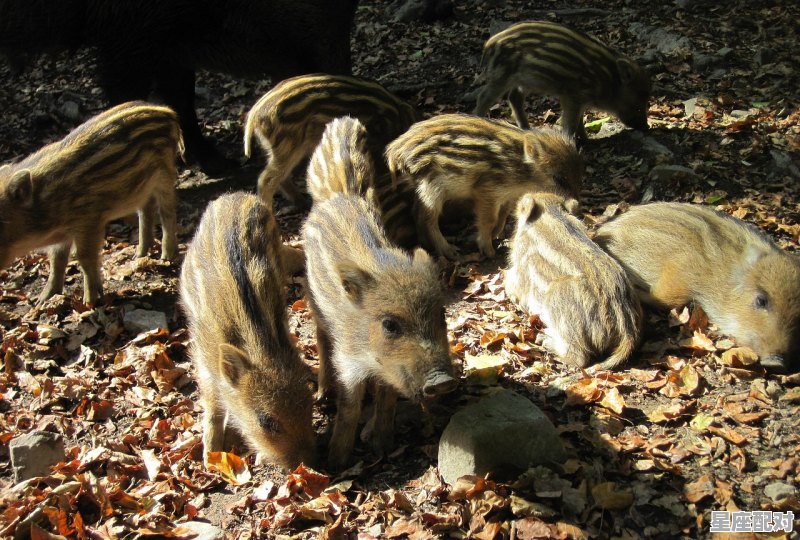 1959年的猪是金猪还是水猪,属水的生肖是什么生肖 - 星座运势