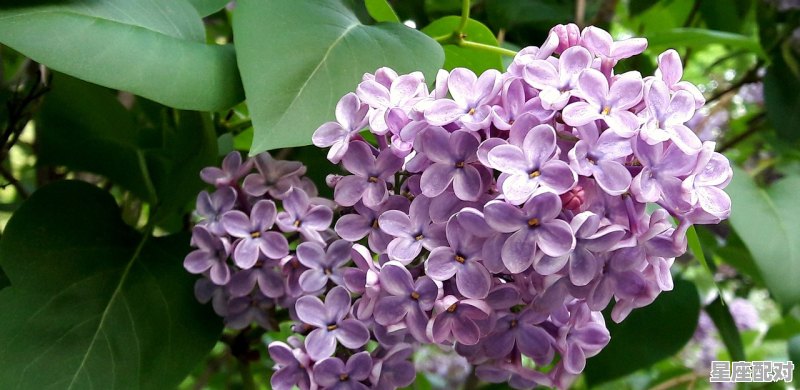 86年属虎农历9月生的是什么星座,1986年9月是什么星座 86年属虎农历9月生的是什么星座,1986年9月是什么星座 - 星座运势