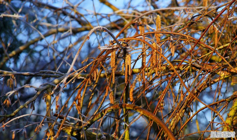 原神雪山的忍冬之树怎么开_原神岩尊像怎么解 - 星座运势