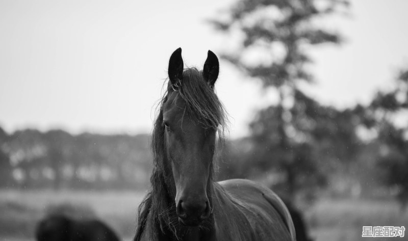 骑马疲劳（打一动物），疲劳不堪的生肖是什么生肖 - 星座运势