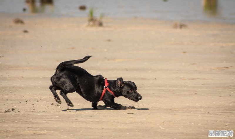 被蛇追怎么跑，做梦梦到被蛇追着跑 - 星座运势