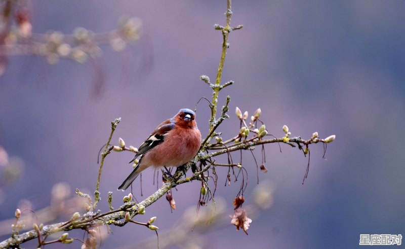 24节气都有哪些习俗_中国十二节气习俗 - 星座运势