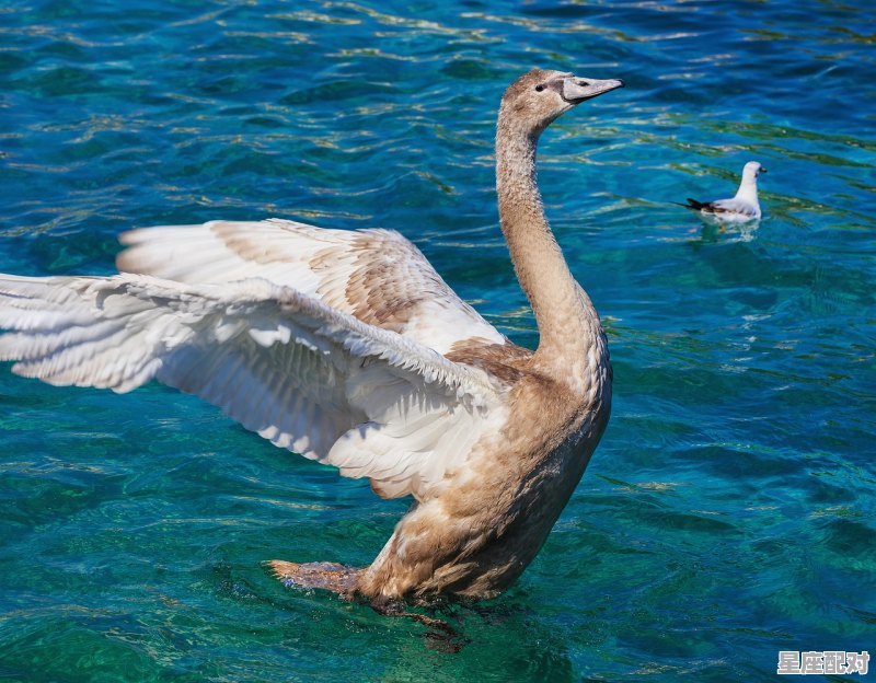 看见蛇交怎么办_2021年1977年属什么的 - 星座运势